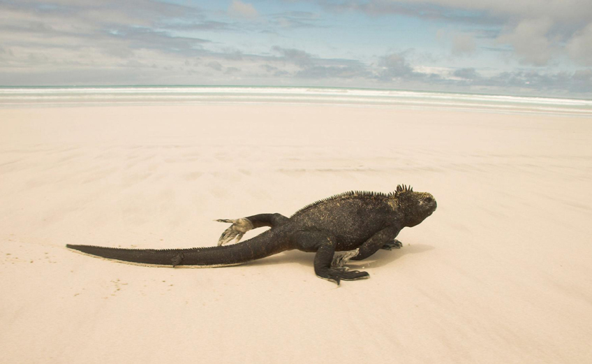 Ecuador ama la vida